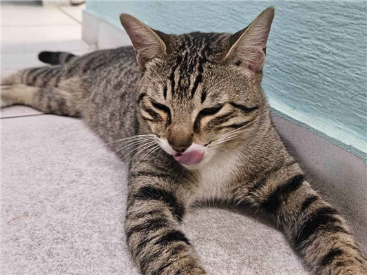 Gato para adoção Macho Médio 2 anos