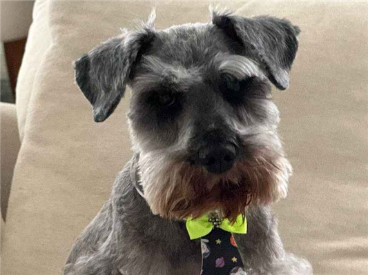 Cachorro cão para adoção Macho Médio  6 anos Acima 