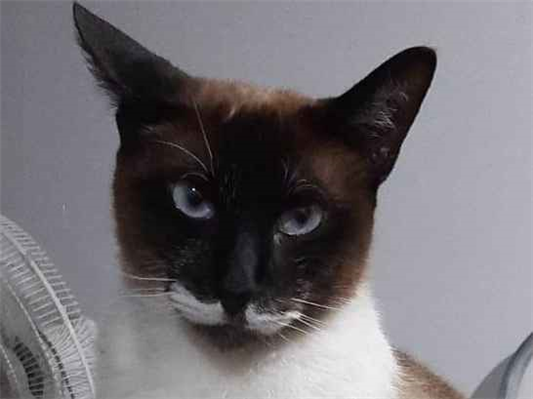 Gato para adoção Macho Grande 6 anos Acima