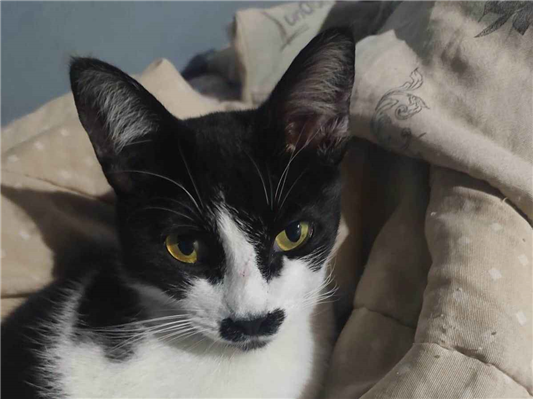 Gato para adoção Fêmea Médio 6 anos Acima