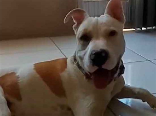 Cachorro cão para adoção Macho Médio  2 anos 