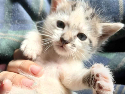 Gato para adoção Macho Pequeno Abaixo de 2 meses