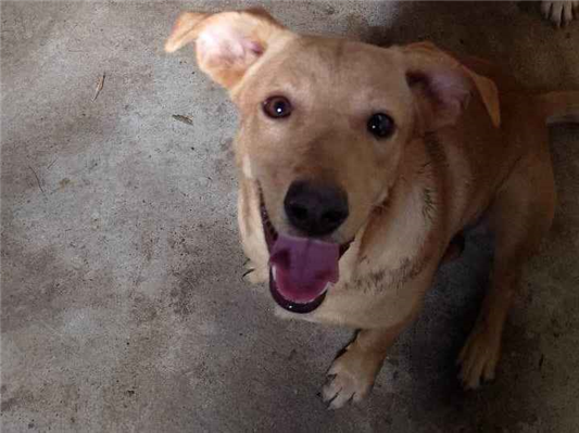 Cachorro cão para adoção Macho Médio  7 a 11 meses 