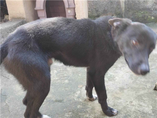 Cachorro cão para adoção Macho Médio  2 a 6 meses 