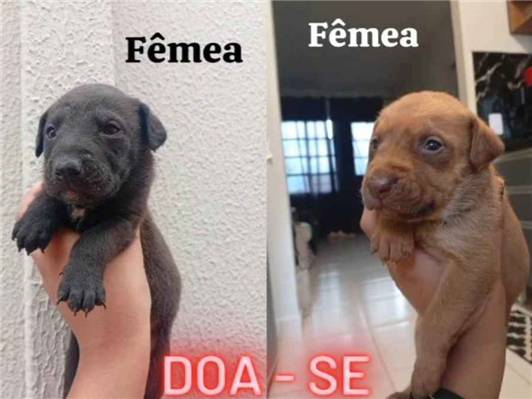 Cachorro cão para adoção Ambos Médio  Abaixo de 2 meses 
