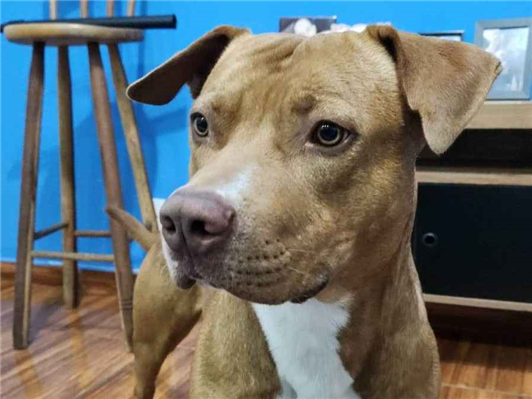 Cachorro cão para adoção Macho Médio  1 ano 