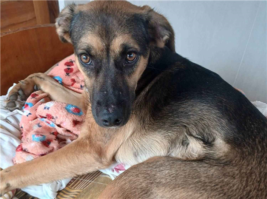 Cachorro cão para adoção Fêmea Médio  7 a 11 meses 