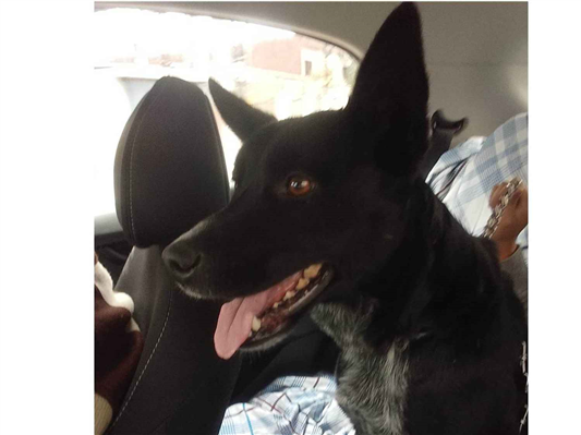Cachorro cão para adoção Fêmea Médio  4 anos 