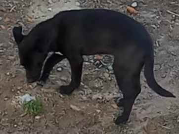 Cachorro cão para adoção Fêmea Médio  2 a 6 meses 