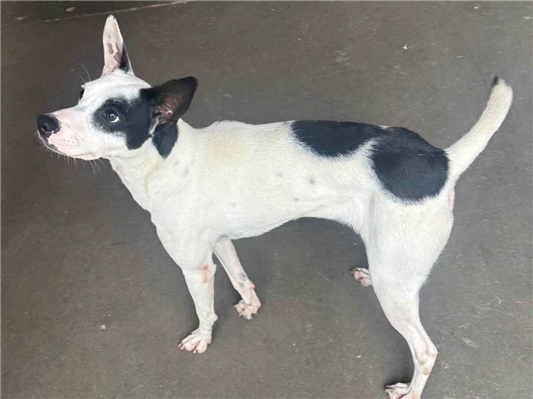Cachorro cão para adoção Fêmea Médio  1 ano 