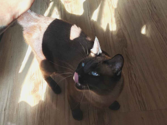 Gato para adoção Macho Médio 2 anos