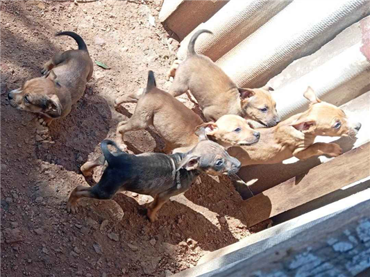 Cachorro cão para adoção Macho Médio  2 a 6 meses 