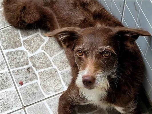 Cachorro cão para adoção Fêmea Médio  4 anos 