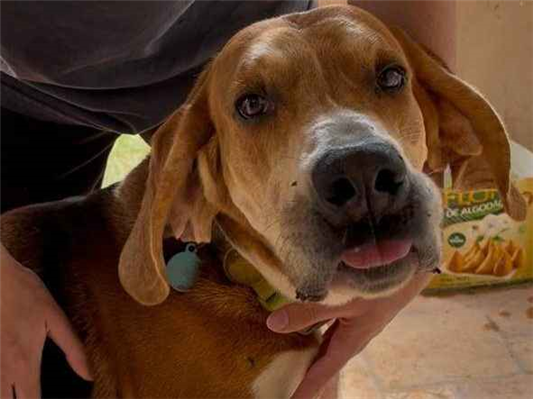 Cachorro cão para adoção Macho Grande 3 anos 