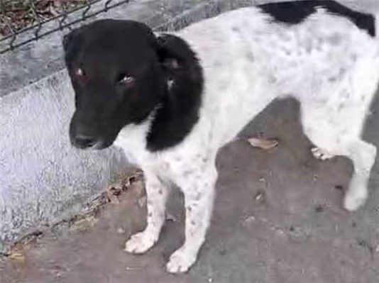 Cachorro cão para adoção Macho Médio  1 ano 