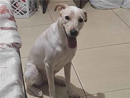 Cachorro cão para adoção Fêmea Médio  1 ano 