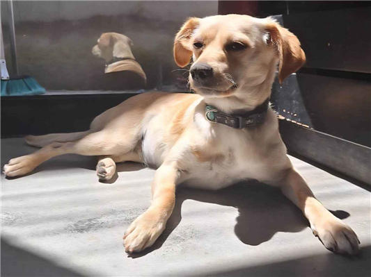 Cachorro cão para adoção Fêmea Pequeno 3 anos 
