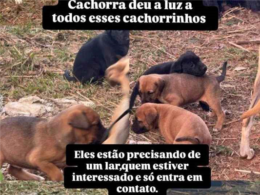Cachorro cão para adoção Ambos Médio  2 a 6 meses 
