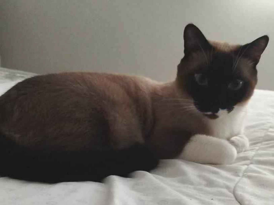 Gato para adoção Macho Médio 2 anos