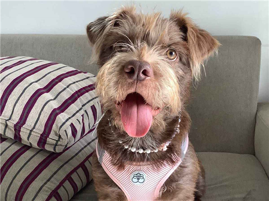 Cachorro cão para adoção Fêmea Médio  1 ano 