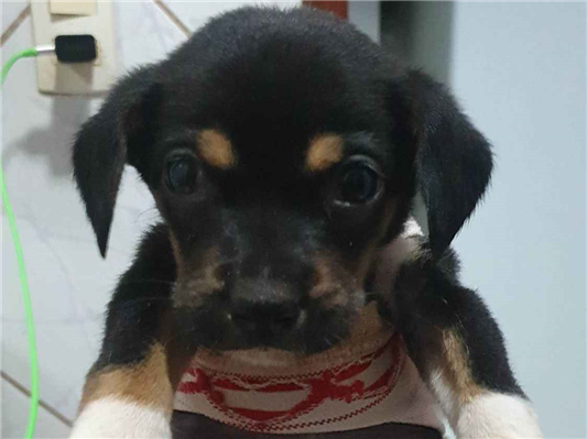 Cachorro cão para adoção Macho Médio  2 a 6 meses 
