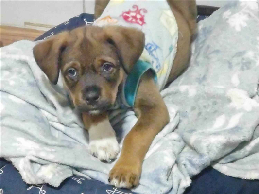 Cachorro cão para adoção Macho Pequeno 2 a 6 meses 