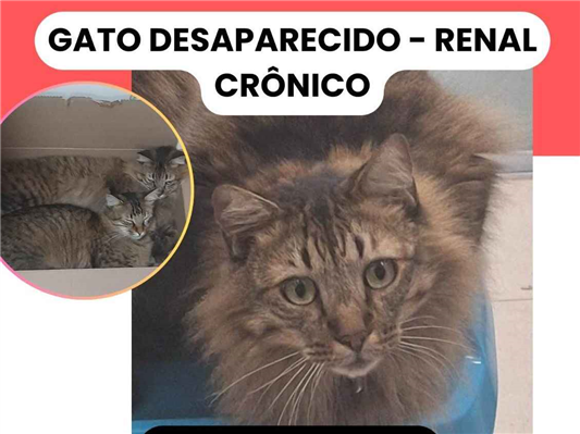Gato Procura-Perdido Macho Médio 3 anos 