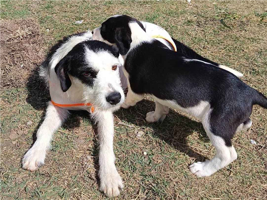 Cachorro cão para adoção Fêmea Pequeno 1 ano 