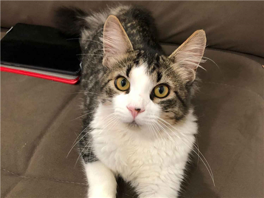 Gato para adoção Macho Médio 7 a 11 meses
