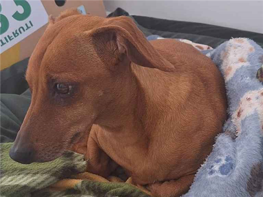 Cao - Macho Pequeno1 ano