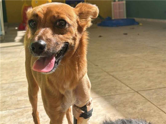 Cachorro cão para adoção Fêmea Pequeno 7 a 11 meses 