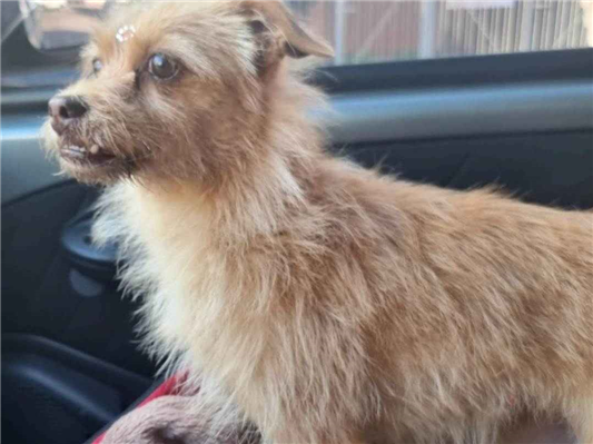 Cachorro cão para adoção Fêmea Pequeno 7 a 11 meses 