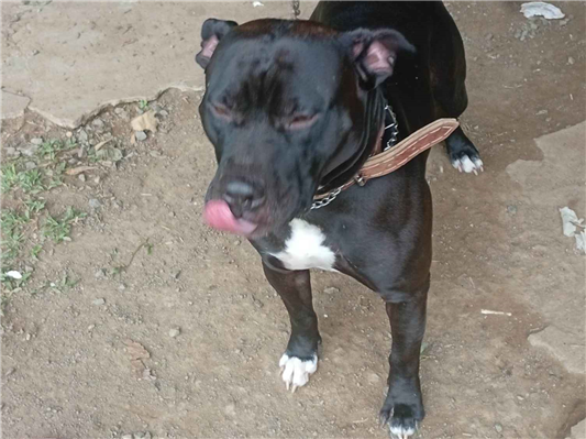 Cachorro cão para adoção Macho Grande 1 ano 