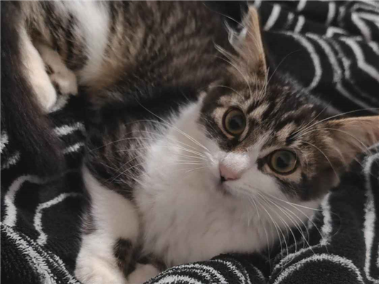 Gato Procura-Perdido Macho Pequeno 2 a 6 meses 