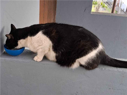 Gato para adoção Macho Médio 6 anos Acima