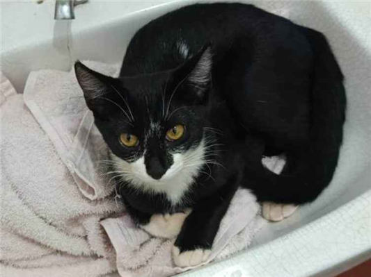 Gato Procura-Perdido Fêmea Pequeno 7 a 11 meses 