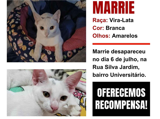 Gato Procura-Perdido Fêmea Pequeno 7 a 11 meses 