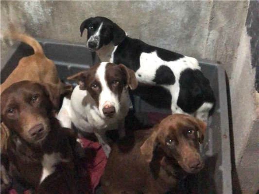 Cachorro cão para adoção Ambos Médio  1 ano 