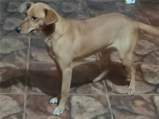 Cachorro cão para adoção Fêmea Médio  7 a 11 meses 