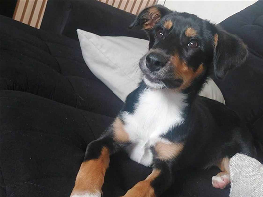 Cachorro cão para adoção Macho Médio  1 ano 