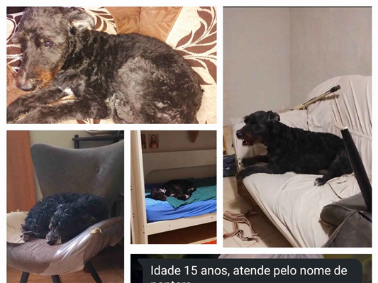 Cachorro cão para adoção Fêmea Médio  6 anos Acima 