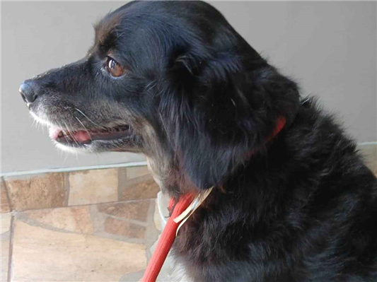 Cachorro cão para adoção Fêmea Médio  6 anos Acima 