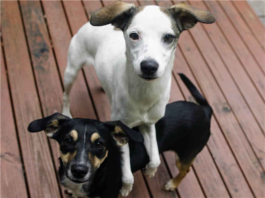 Cachorro cão para adoção Fêmea Médio  7 a 11 meses 