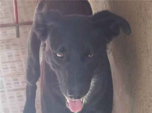 Cachorro cão para adoção Fêmea Médio  2 anos 