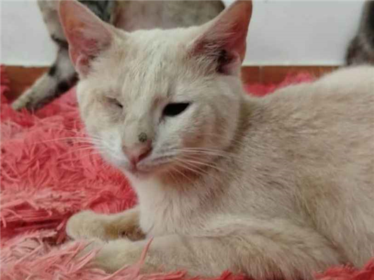 Gato para adoção Ambos Médio 7 a 11 meses