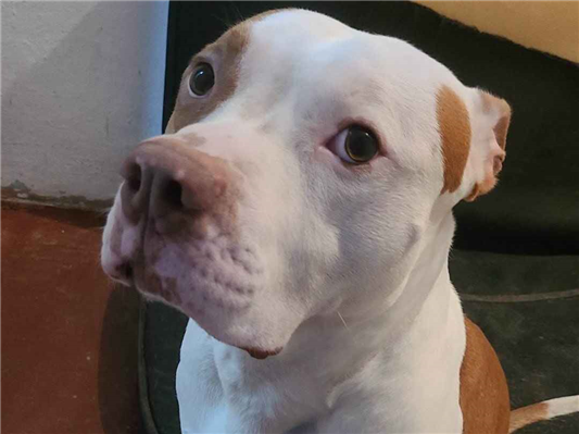 Cachorro cão para adoção Macho Médio  4 anos 