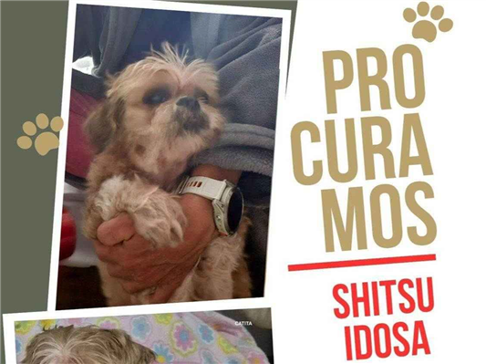 Cao Procura-Perdido Fêmea Pequeno 6 anos Acima 