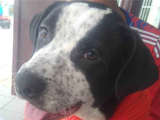 Cachorro cão para adoção Macho Médio  7 a 11 meses 