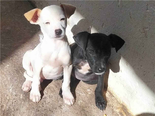 Cachorro cão para adoção Macho Pequeno 2 a 6 meses 