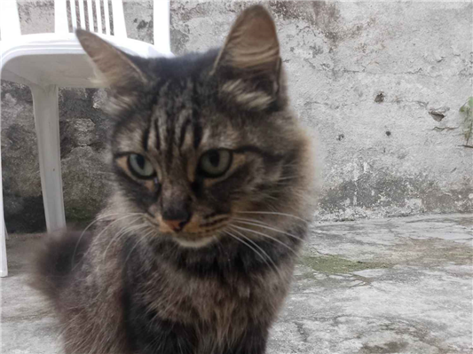 Gato para adoção Fêmea Médio 4 anos
